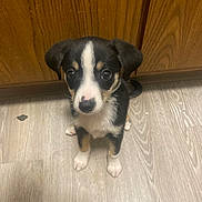 Aurora joined the competition — help win amazing prizes! puppy, dog, floor, wooden_floor, wooden_cabinet, pet, animal, cute, small, indoor, sitting, looking_up, black_fur, white_fur, brown_fur, tricolor, ears, nose, paws, young