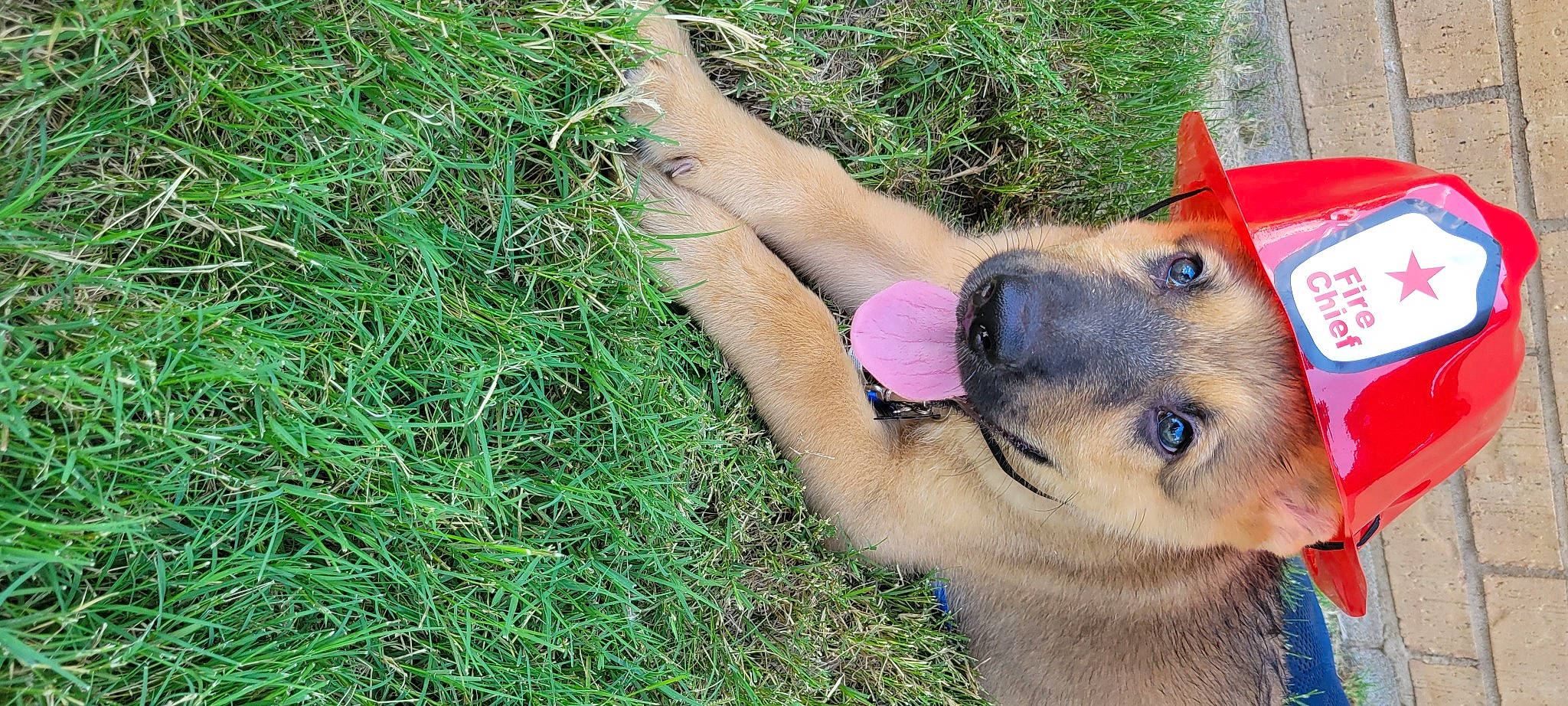 Axel is registered to the contest to win money with this photo: adventure, canidae, carnivore, collar, companion_dog, dog, dog_breed, dog_collar, dog_supply, east_european_shepherd, fawn, german_shepherd_dog, grass, groundcover, pet_supply, plant, recreation, snout, sporting_group, wrist