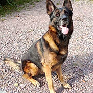 Rafale participe au concours pour gagner de l'argent avec cette photo : animal, bodypart, canine, dog, germanshepherd, mouth, pebble, person, pet, policedog, puppy, rock, slate, tongue