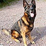 animal, bodypart, canine, dog, germanshepherd, mouth, pebble, person, pet, policedog, puppy, rock, slate, tongue