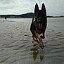Rafale participe au concours pour gagner de l'argent avec cette photo : animal, beach, canine, cloud, coast, dog, germanshepherd, horizon, nature, outdoors, pet, policedog, puppy, rock, sand, sea, shoreline, sky, soil, water