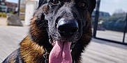 Rafale participe au concours pour gagner de l'argent avec cette photo : animal, bodypart, canine, dog, germanshepherd, mouth, person, pet, policedog, puppy, snout, tongue