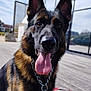 animal, bodypart, canine, dog, germanshepherd, mouth, person, pet, policedog, puppy, snout, tongue