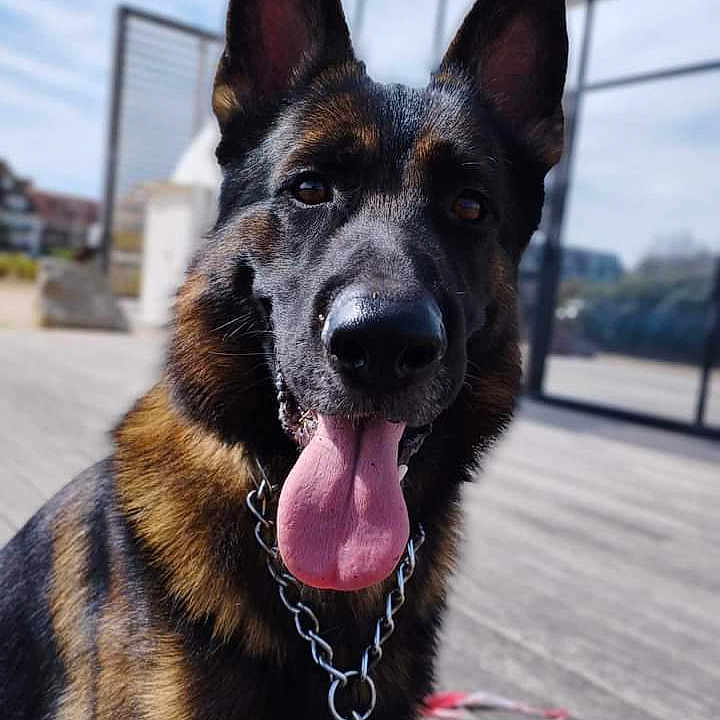 Rafale participe au concours pour gagner de l'argent avec cette photo : animal, bodypart, canine, dog, germanshepherd, mouth, person, pet, policedog, puppy, snout, tongue