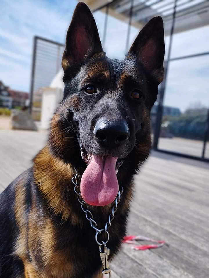Rafale participe au concours pour gagner de l'argent avec cette photo : animal, bodypart, canine, dog, germanshepherd, mouth, person, pet, policedog, puppy, snout, tongue