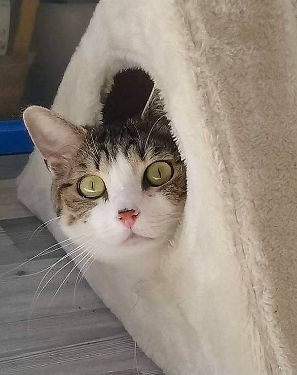 Clochette a rejoint le concours — aidez-le/la à gagner de superbes lots ! carnivore, cat, domestic_short_haired_cat, door, eye, felidae, fur, plant, small_to_medium_sized_cats, snout, tail, tree, whiskers, window