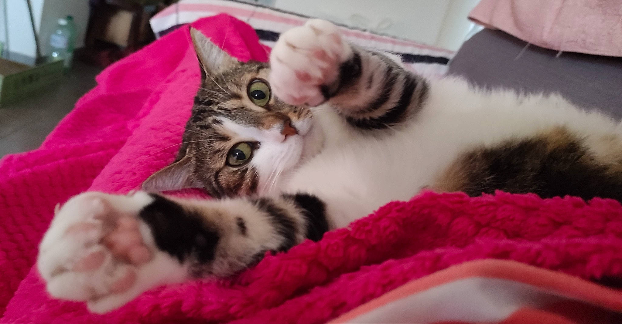 Liloo participe au concours pour gagner de l'argent avec cette photo : carnivore, cat, cat_bed, cat_supply, claw, comfort, domestic_short_haired_cat, felidae, fur, mammal, nap, paw, pink, small_to_medium_sized_cats, snout, tail, tree, vertebrate, whiskers