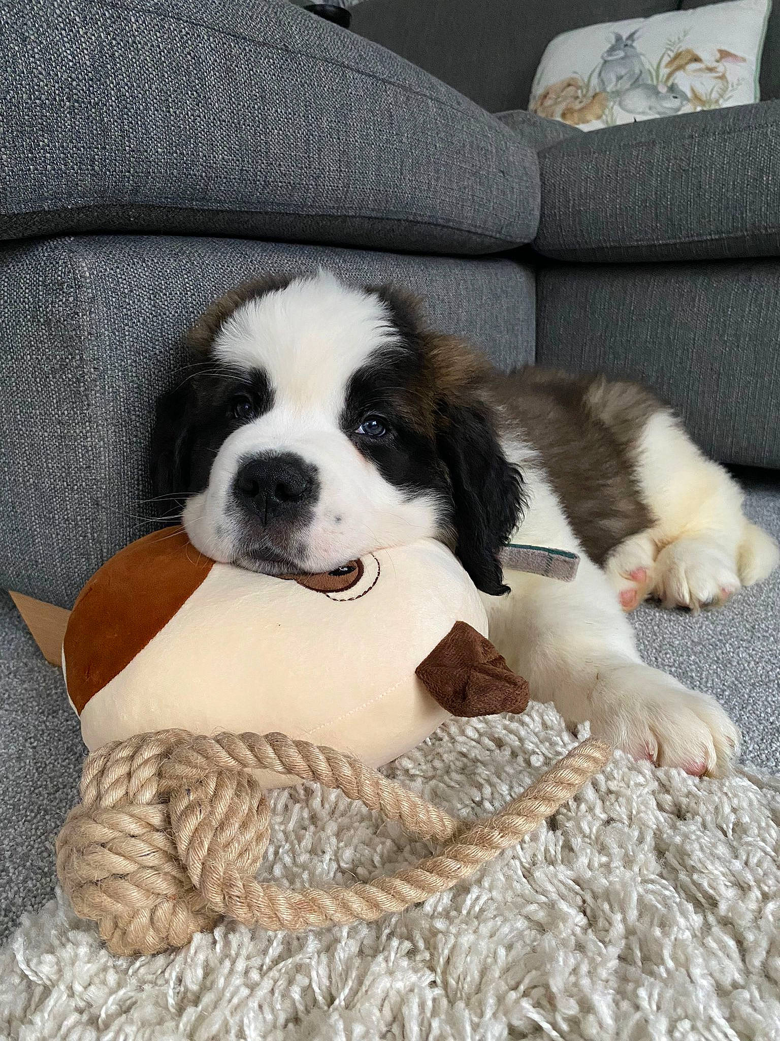 Baloo joined the competition — help win amazing prizes! bored, canidae, carnivore, collar, comfort, companion_dog, couch, dog, dog_breed, dog_collar, dog_supply, fawn, flooring, fur, pet_supply, puppy_love, snout, sporting_group, toy_dog, working_animal