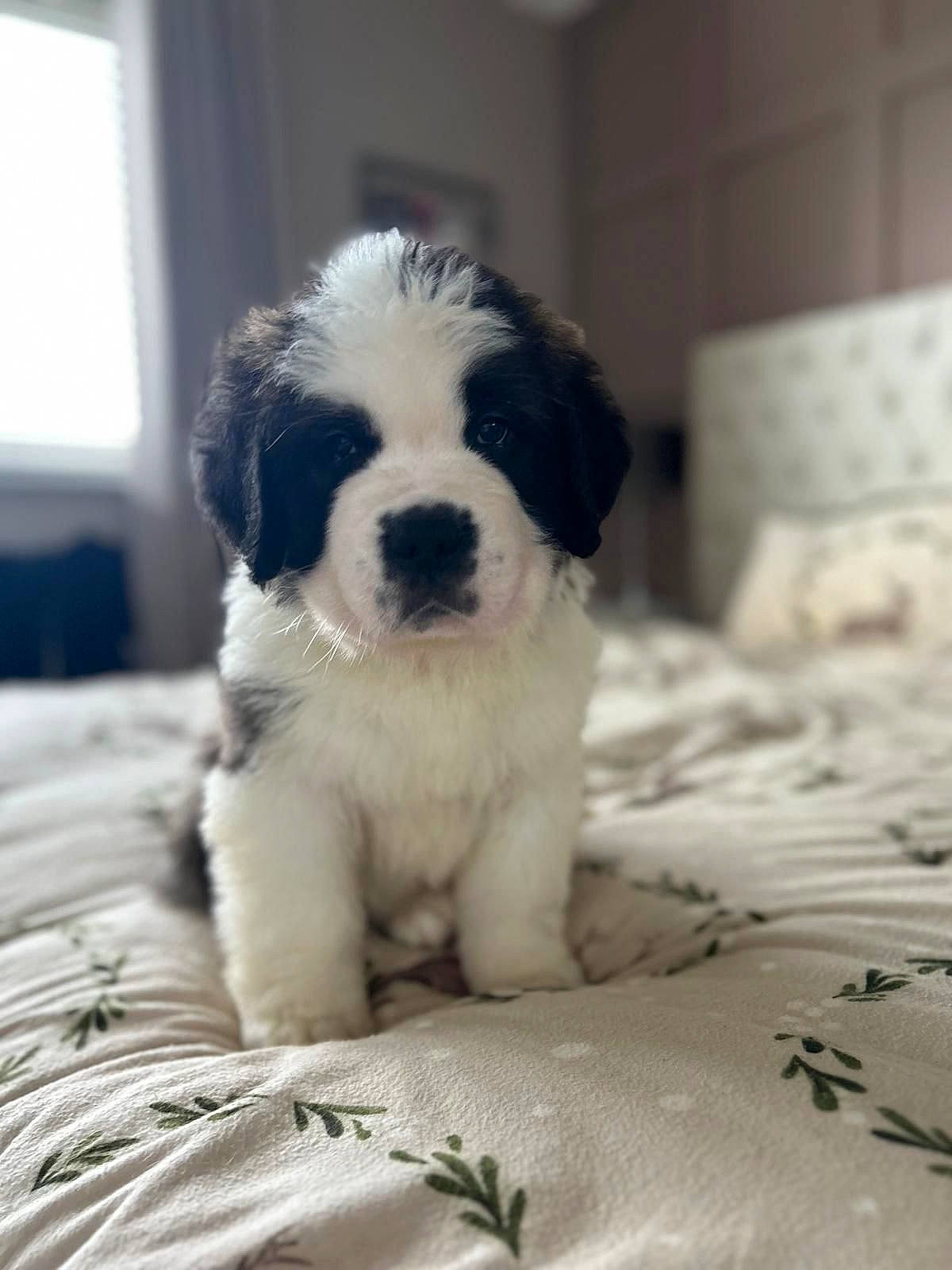 Baloo is registered to the contest to win money with this photo: bored, canidae, carnivore, chair, comfort, companion_dog, dog, dog_breed, eye, fur, gun_dog, linens, small_terrier, snout, spaniel, sporting_group, terrier, toy_dog, whiskers, working_animal