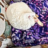 cat, sleeping, white_cat, curled_up, blanket, purple, patterned, couch, upholstery, bird_pattern, cozy, nap, pet, indoor, feline, fur, pink_nose, ears, resting, soft