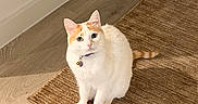 Cannoli joined the competition — help win amazing prizes! cat, pet, indoor, floor, rug, orange, white, curious, animal, feline, collar, cute, domestic, sitting, looking_up, wooden_floor, cozy, soft_light, home, closeup