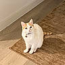 cat, pet, indoor, floor, rug, orange, white, curious, animal, feline, collar, cute, domestic, sitting, looking_up, wooden_floor, cozy, soft_light, home, closeup