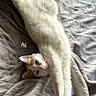 cat, stretching, blanket, cozy, indoor, pet, feline, relaxed, soft, fur, white, orange, paw, window, natural_light, bed, resting, cute, animal, text_overlay