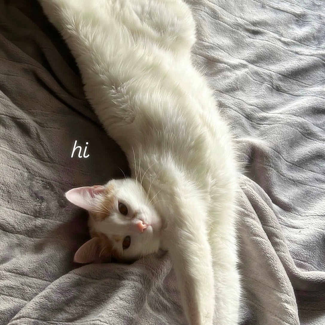 Cannoli