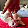 kitten, cat, playful, paw, finger, bed, blanket, red, white, orange, pet, cute, indoor, animal, whiskers, soft, young, fur, touch, interaction
