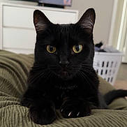 Nyx joined the competition — help win amazing prizes! black_cat, cat, pet, animal, yellow_eyes, indoor, living_room, furniture, television, laundry_basket, curious, whiskers, ears, claws, texture, close_up, domestic_cat, resting, home, cute