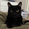 black_cat, cat, pet, animal, yellow_eyes, indoor, living_room, furniture, television, laundry_basket, curious, whiskers, ears, claws, texture, close_up, domestic_cat, resting, home, cute