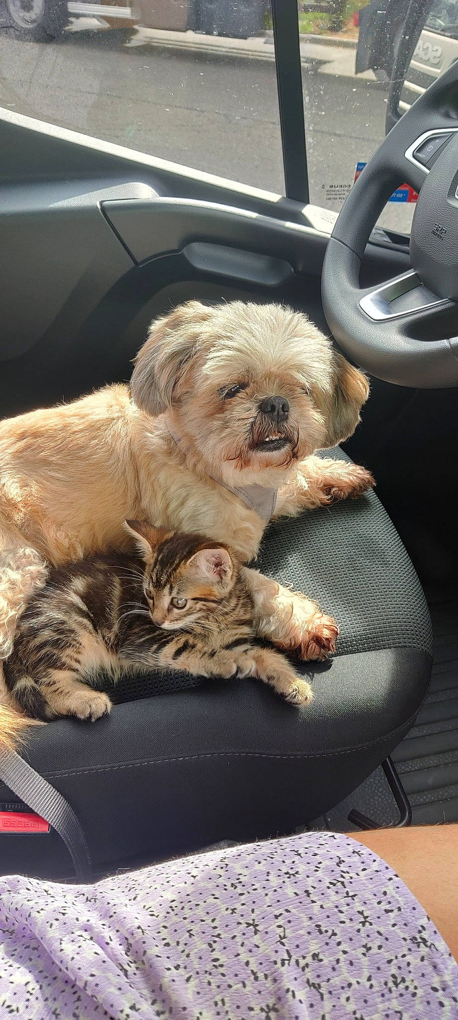 Chopper participe au concours pour gagner de l'argent avec cette photo : canidae, car_seat, car_seat_cover, carnivore, cat, comfort, companion_dog, dog, dog_breed, eyewear, fawn, felidae, fur, motor_vehicle, personal_luxury_car, shih_tzu, snout, sporting_group, toy_dog, whiskers