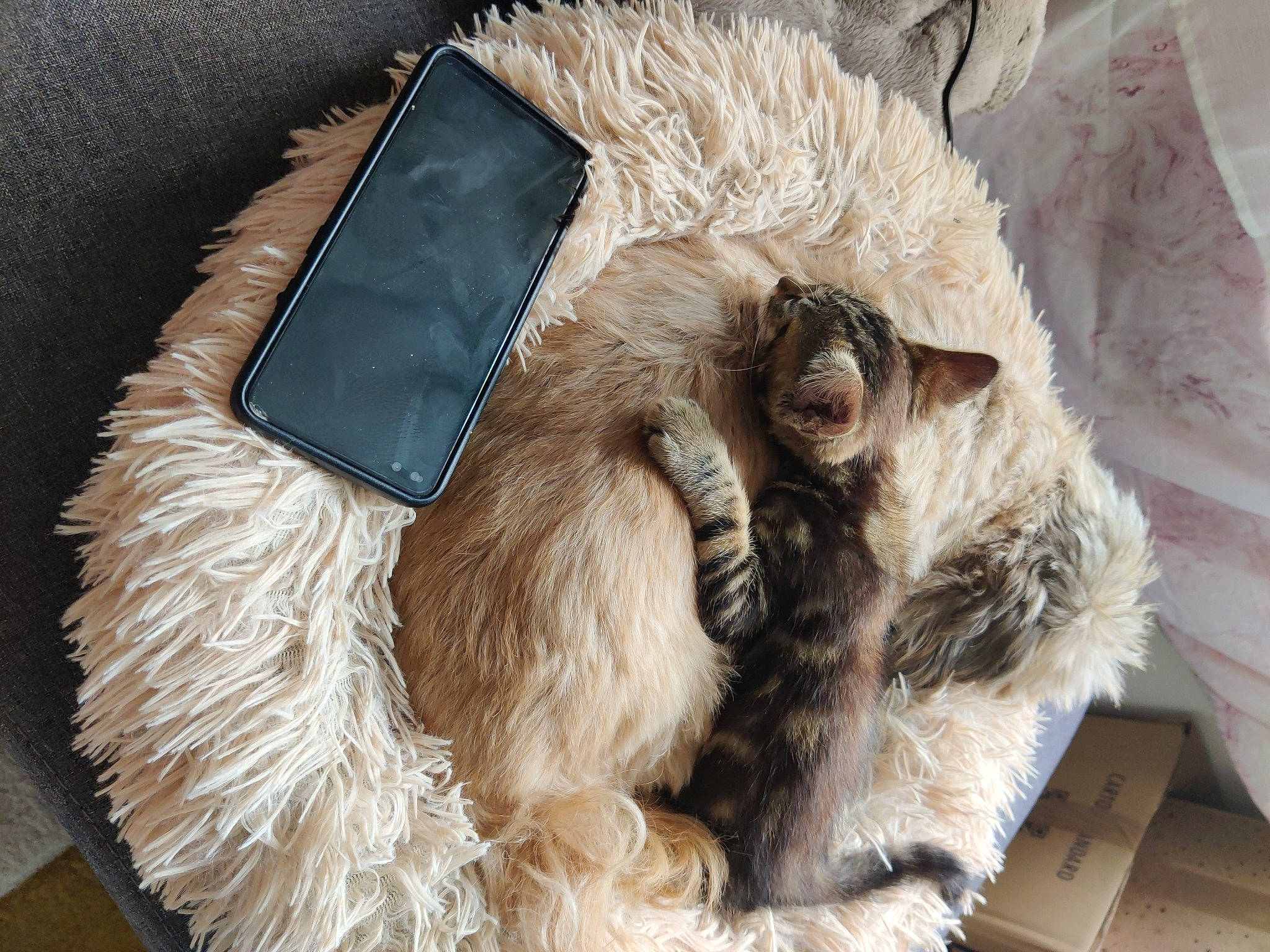 Chopper participe au concours pour gagner de l'argent avec cette photo : animal_product, comfort, communication_device, companion_dog, dog_breed, electric_blue, fashion_accessory, feather, felidae, fur, fur_clothing, gadget, linens, liver, mobile_phone, natural_material, portable_communications_device, telephony, whiskers, wool