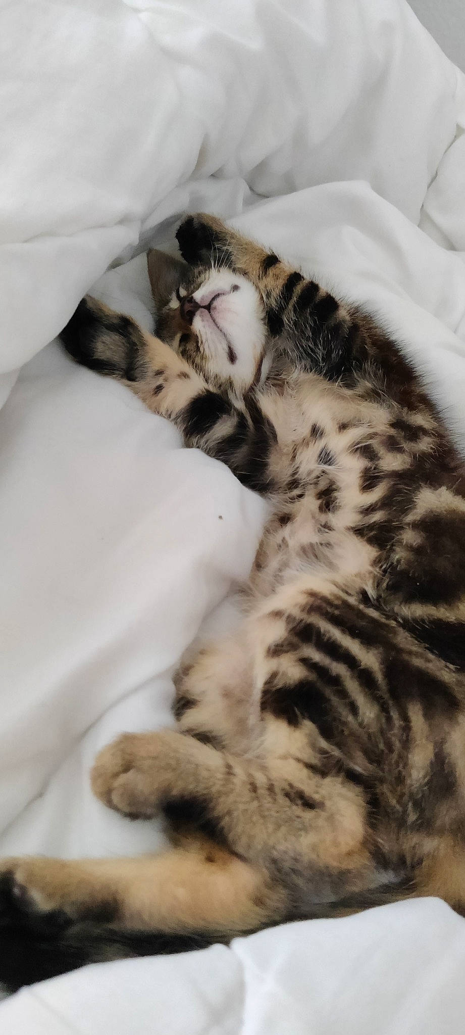 Chopper participe au concours pour gagner de l'argent avec cette photo : bed, carnivore, cat, claw, comfort, domestic_short_haired_cat, eye, fawn, felidae, fur, linens, nap, paw, sleep, small_to_medium_sized_cats, snout, tail, terrestrial_animal, whiskers, wildlife