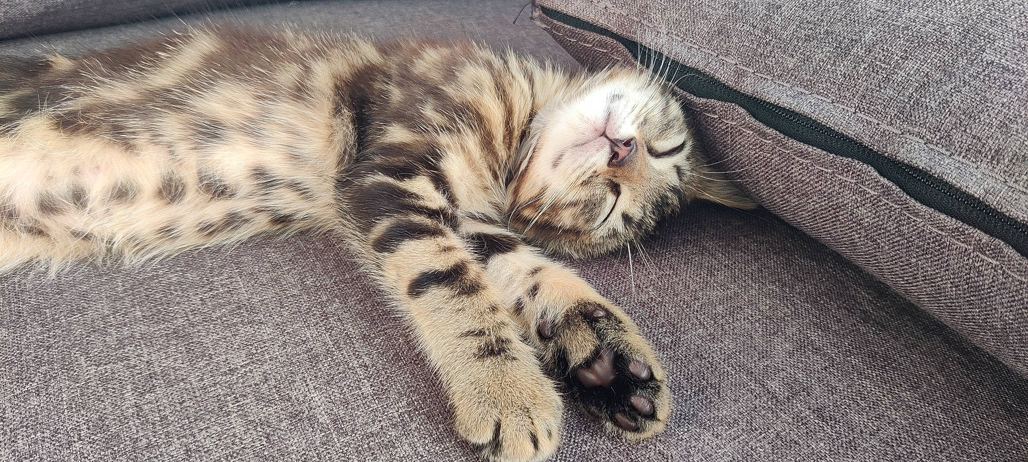 Chopper participe au concours pour gagner de l'argent avec cette photo : carnivore, cat, claw, comfort, domestic_short_haired_cat, eye, fawn, felidae, fur, grey, mammal, nap, paw, small_to_medium_sized_cats, snout, tail, terrestrial_animal, vertebrate, whiskers, wood