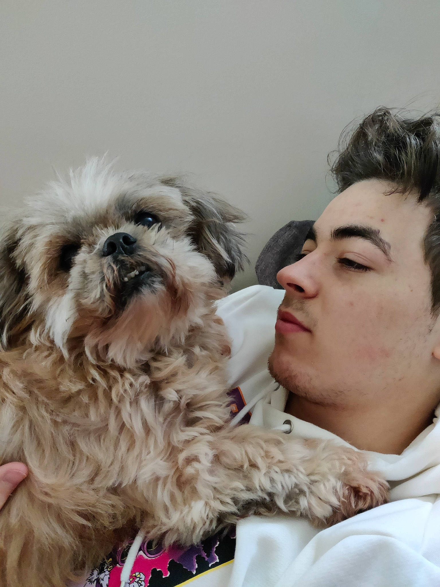 Elou-lou participe au concours pour gagner de l'argent avec cette photo : canidae, carnivore, comfort, companion_dog, dog, dog_breed, event, fawn, fur, happy, liver, maltepoo, shih_poo, shih_tzu, small_terrier, snout, sporting_group, terrier, toy_dog, working_animal