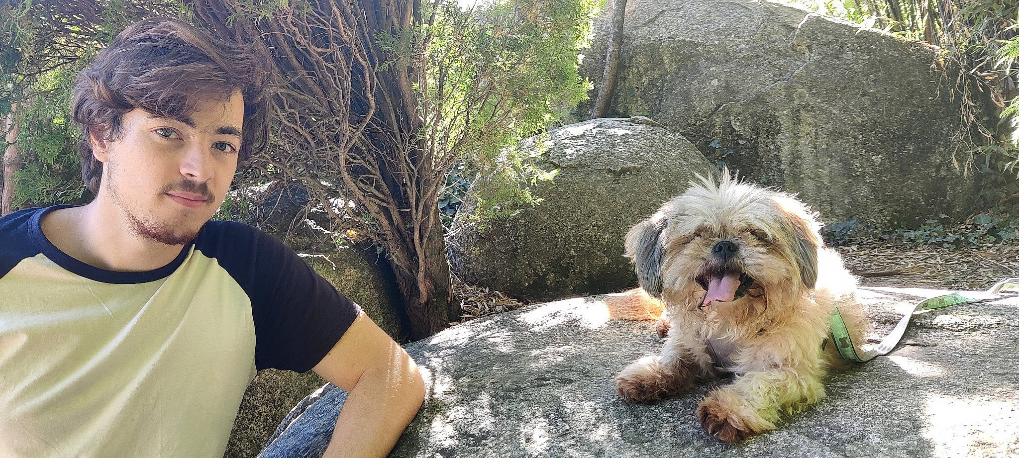 Elou-lou a rejoint le concours — aidez-le/la à gagner de superbes lots ! adventure, canidae, carnivore, companion_dog, dog, dog_breed, grass, leisure, plant, poodle_crossbreed, rock, shih_tzu, small_terrier, snout, soil, sporting_group, terrier, toy_dog, tree, working_animal