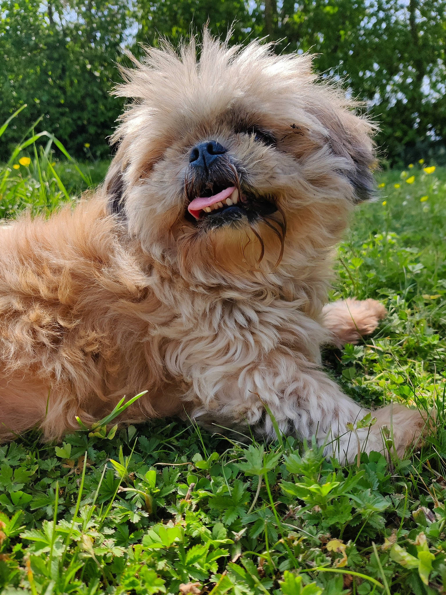 Elou-lou a rejoint le concours — aidez-le/la à gagner de superbes lots ! canidae, carnivore, companion_dog, dog, dog_breed, grass, groundcover, liver, maltepoo, plant, shih_poo, shih_tzu, small_terrier, snout, sporting_group, terrestrial_animal, terrier, toy_dog, water_dog, working_animal
