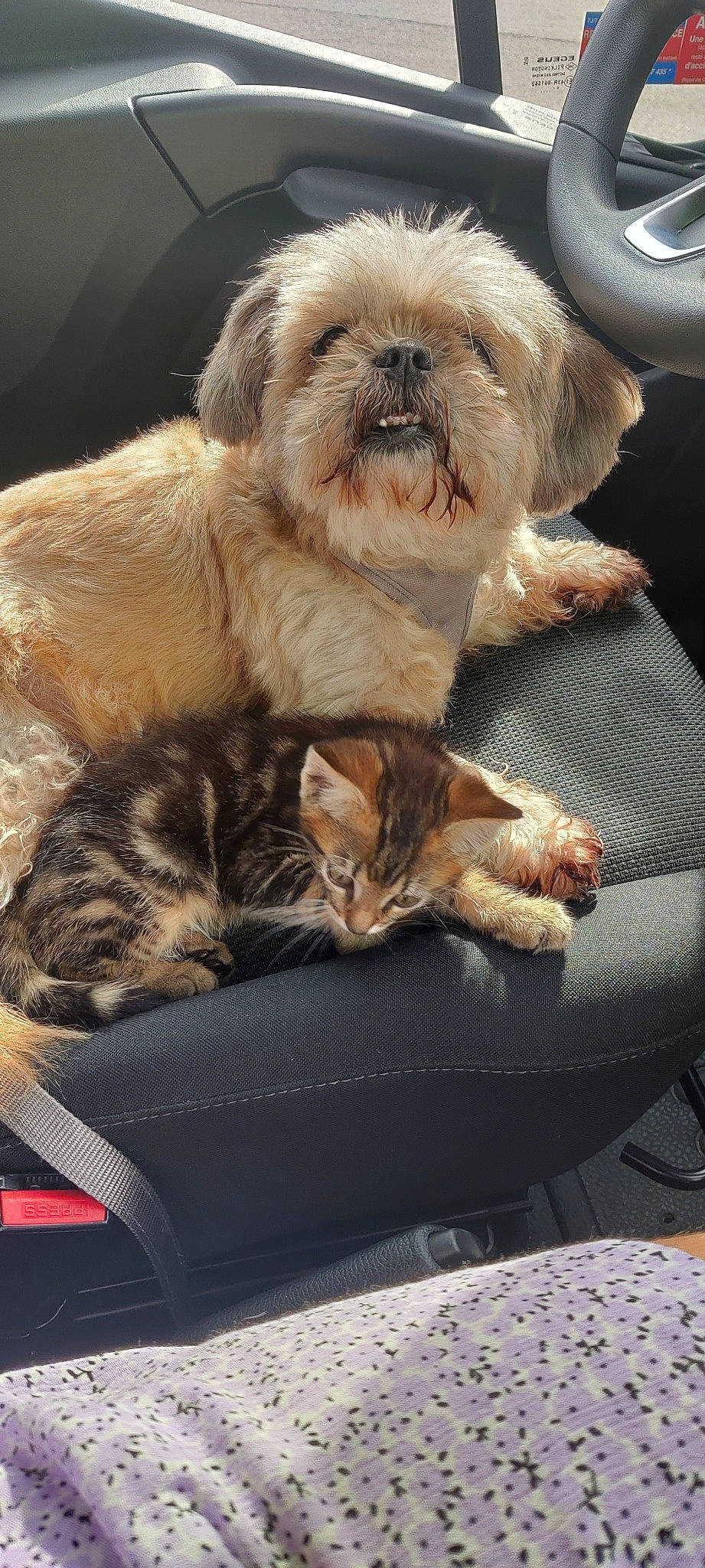 Elou-lou participe au concours pour gagner de l'argent avec cette photo : blue, carnivore, cat, comfort, companion_dog, dog, dog_breed, fawn, felidae, fur, liver, mammal, shih_tzu, small_terrier, small_to_medium_sized_cats, terrestrial_animal, terrier, toy_dog, whiskers, working_animal