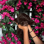 Moca is registered to the contest to win money with this photo: animal, closeup, colorful, cute, decor, dog, door, flowers, fluffy, glass_door, green_leaves, hands, holding, indoor, nature, pet, pink_flowers, puppy, window_pane, wreath