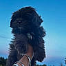 Moca joined the competition — help win amazing prizes! animal, black_dog, bracelets, cute, dog, fluffy, fur, grass, hand, holding, nature, outdoor, pet, portrait, puppy, silver_bangles, sky, sunset, trees, twilight