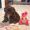 Moca is registered to the contest to win money with this photo: animal, brown, carpet, colorful, cozy, cute, decor, dog, floor, fluffy, home, indoor, living_room, pet, plush_toy, puppy, rug, small, soft_toy, toy