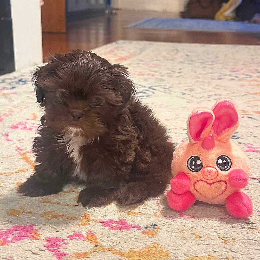 Moca is registered to the contest to win money with this photo: animal, brown, carpet, colorful, cozy, cute, decor, dog, floor, fluffy, home, indoor, living_room, pet, plush_toy, puppy, rug, small, soft_toy, toy