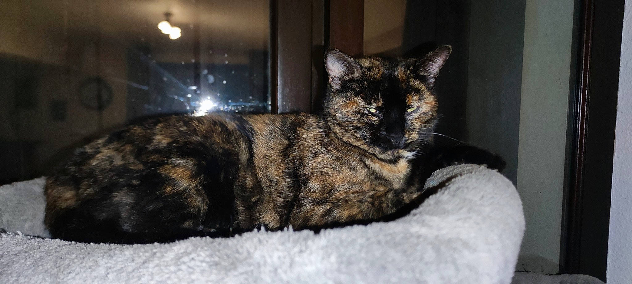 Chatouille participe au concours pour gagner de l'argent avec cette photo : carnivore, cat, claw, comfort, domestic_short_haired_cat, felidae, fur, paw, room, sitting, small_to_medium_sized_cats, snout, tail, terrestrial_animal, tree, whiskers, window