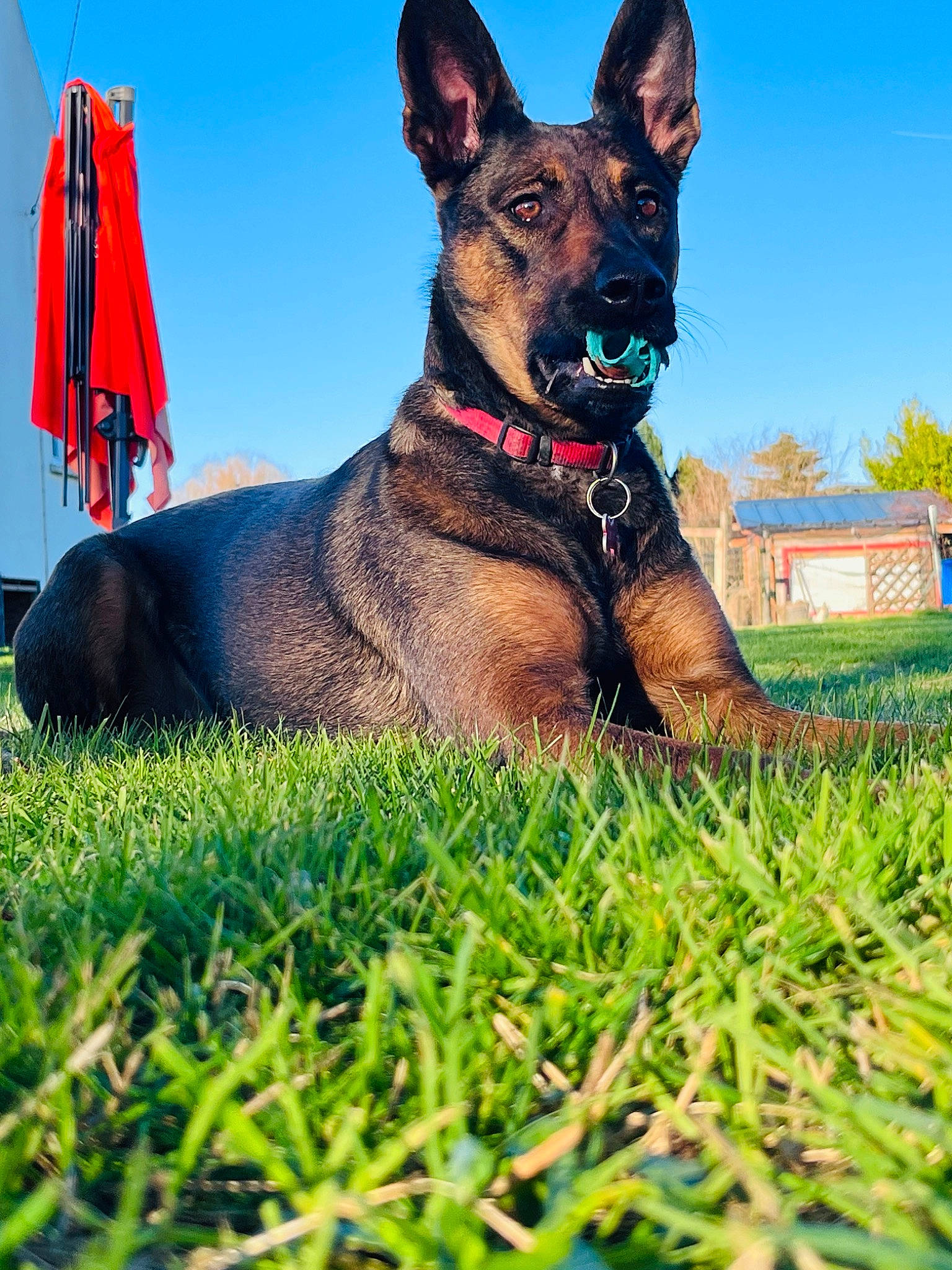 Only a rejoint le concours — aidez-le/la à gagner de superbes lots ! canidae, carnivore, collar, companion_dog, dog, dog_breed, dog_collar, dog_supply, east_european_shepherd, electric_blue, fawn, german_shepherd_dog, grass, herding_dog, plant, sky, sporting_group, tree, working_animal, working_dog