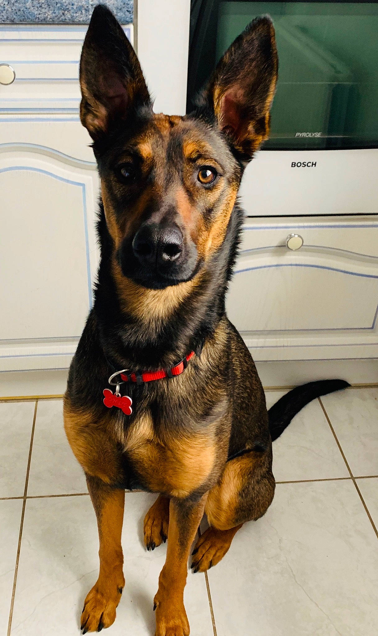 Only participe au concours pour gagner de l'argent avec cette photo : carnivore, collar, companion_dog, dog, dog_breed, fur, guard_dog, home_appliance, sharing, snout, television, whiskers, working_animal, working_dog