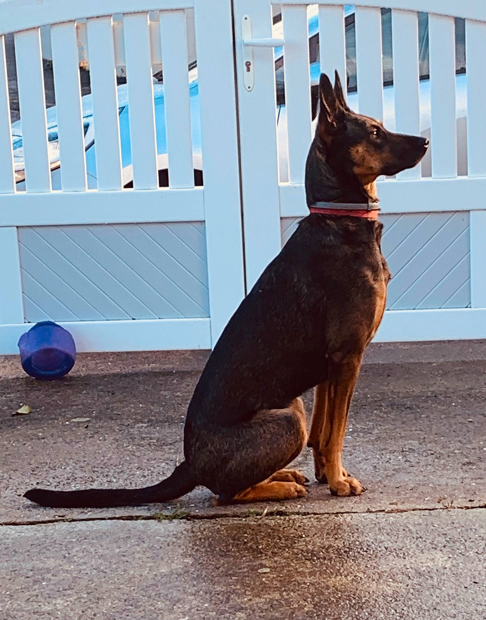 Only a rejoint le concours — aidez-le/la à gagner de superbes lots ! canidae, carnivore, collar, companion_dog, dog, dog_breed, dog_collar, dog_supply, fawn, gas, guard_dog, liver, paw, pet_supply, snout, sporting_group, tail, window, working_animal, working_dog