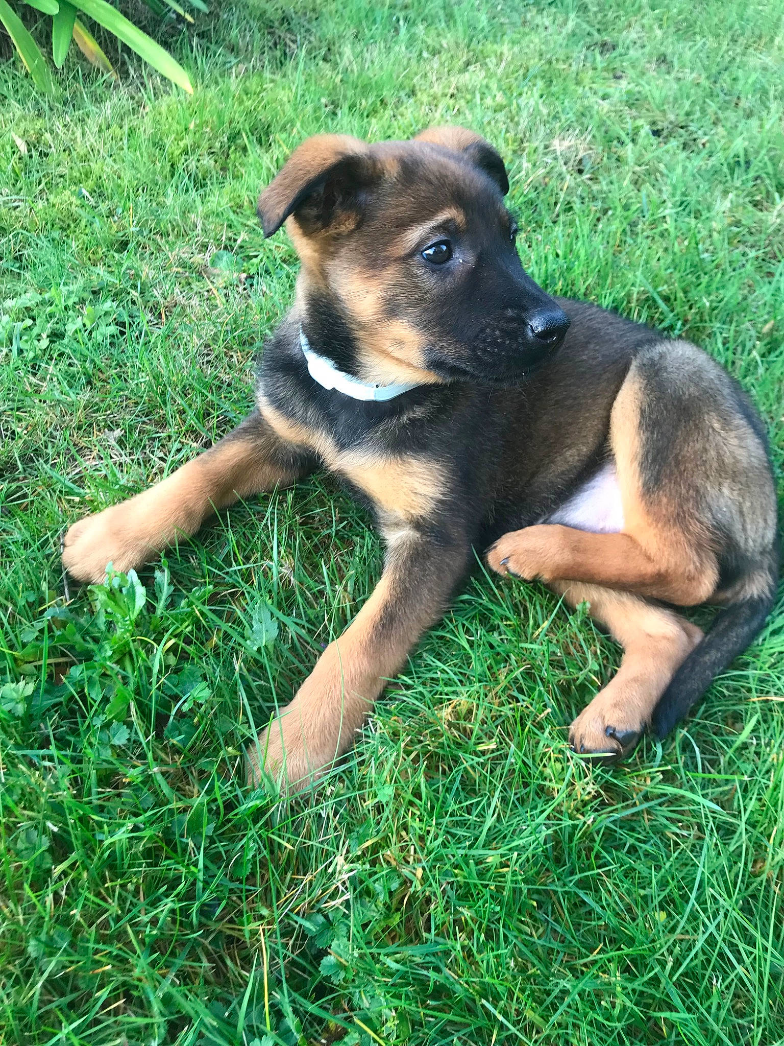 Only participe au concours pour gagner de l'argent avec cette photo : canidae, carlin_pinscher, carnivore, companion_dog, dog, dog_breed, fawn, grass, groundcover, lawn, plant, snout, sporting_group, terrestrial_animal, working_animal, working_dog