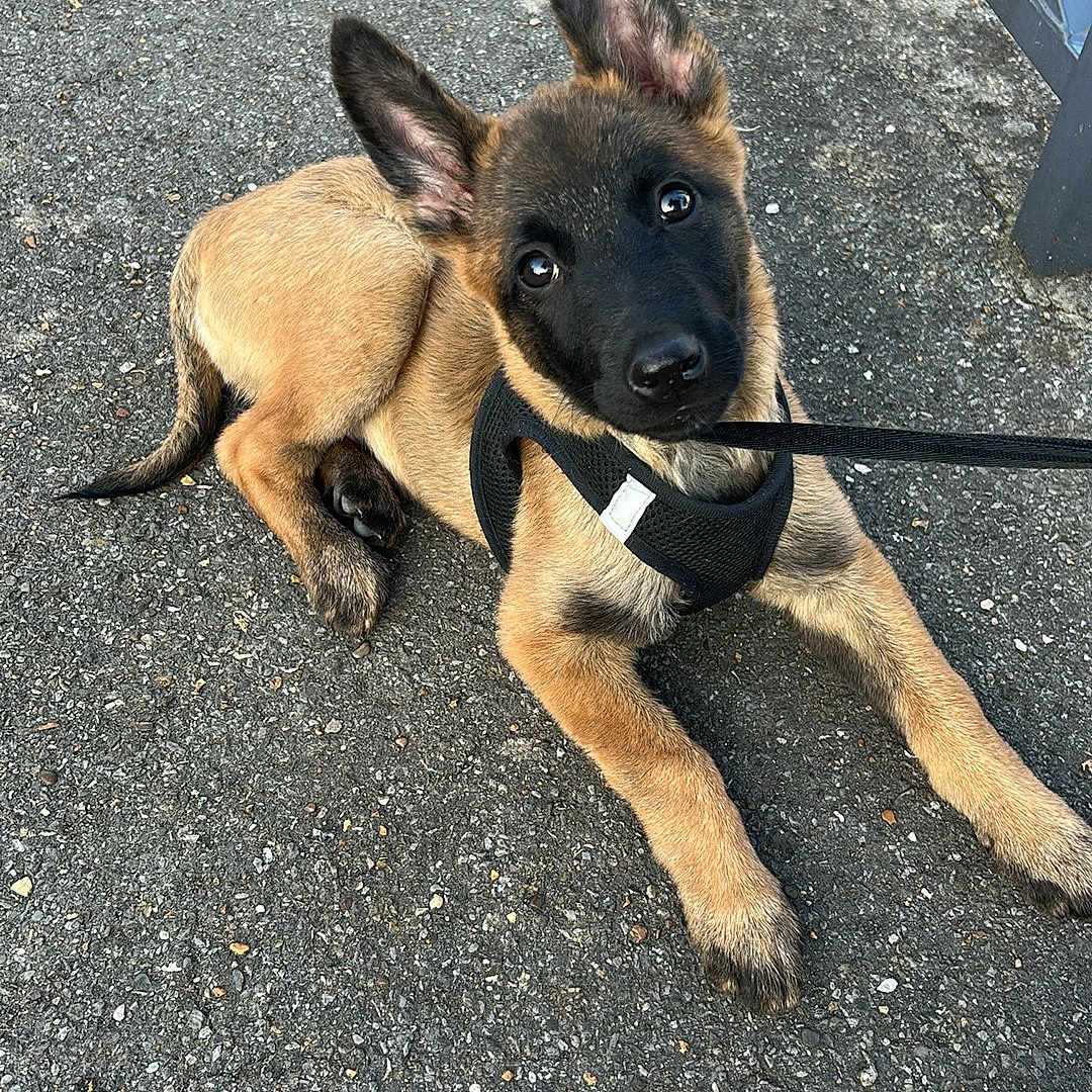 Venom a rejoint le concours — aidez-le/la à gagner de superbes lots ! accessories, animal, canine, clothing, dog, footwear, germanshepherd, leash, pet, policedog, puppy, road, runningshoe, sandal, shoe, slate, sneaker, strap, suede, tarmac