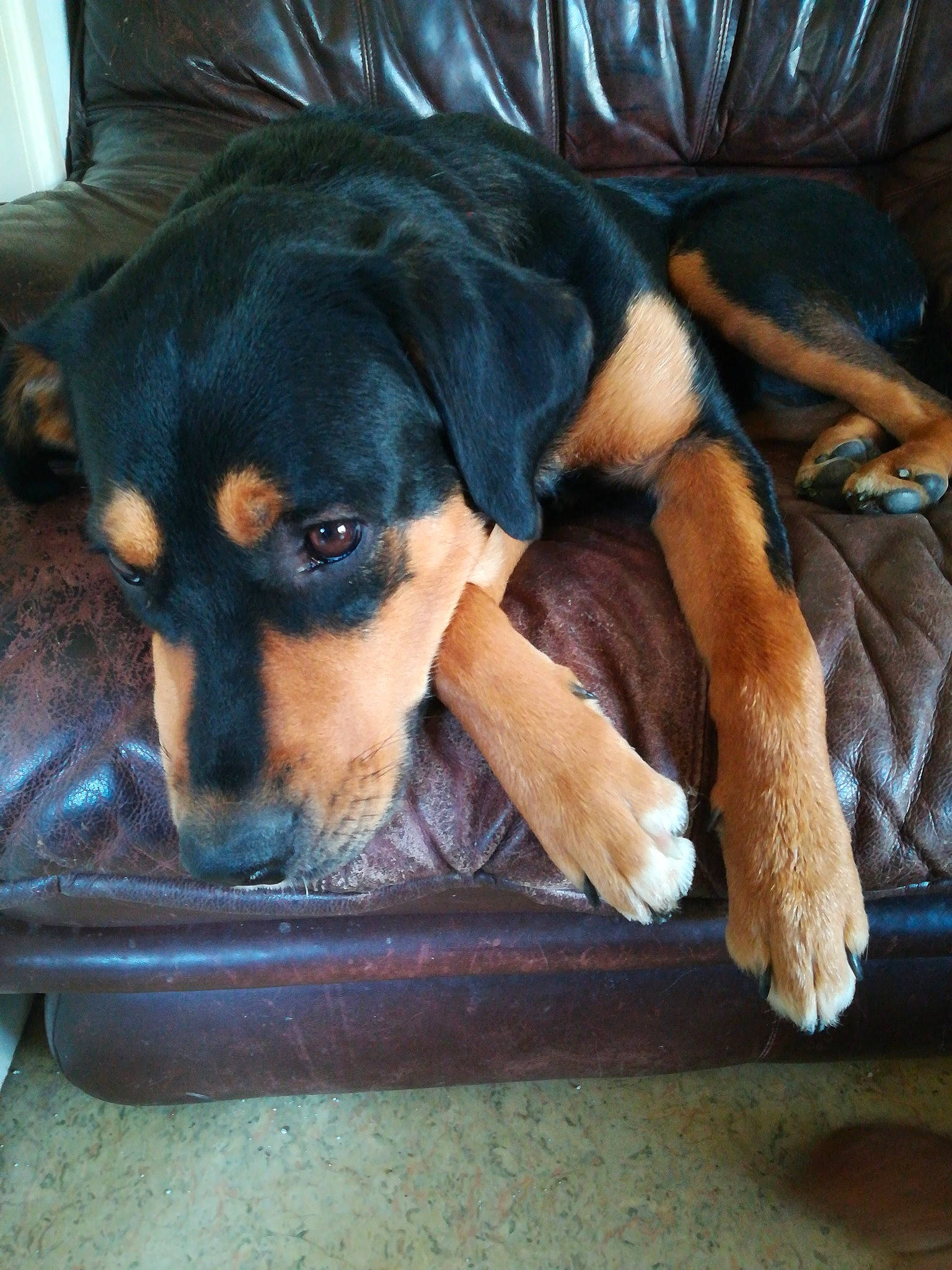 Gadji participe au concours pour gagner de l'argent avec cette photo : austrian_black_and_tan_hound, canidae, carnivore, companion_dog, dog, dog_breed, fawn, guard_dog, huntaway, mammal, pinscher, rottweiler, sporting_group, transylvanian_hound, vertebrate