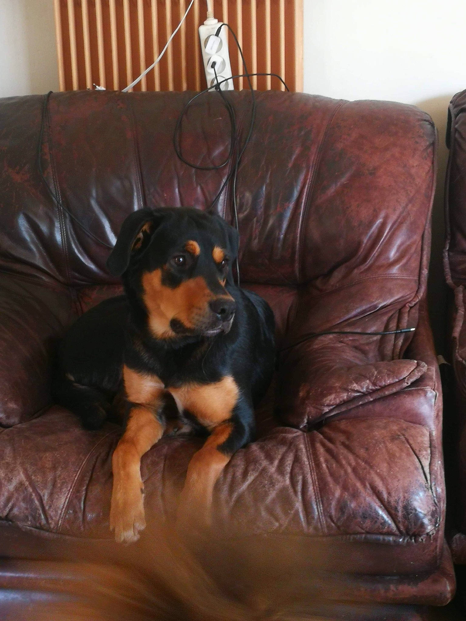 Gadji participe au concours pour gagner de l'argent avec cette photo : canidae, carnivore, companion_dog, dobermann, dog, dog_breed, furniture, guard_dog, mammal, pinscher, puppy, rottweiler, sporting_group, vertebrate