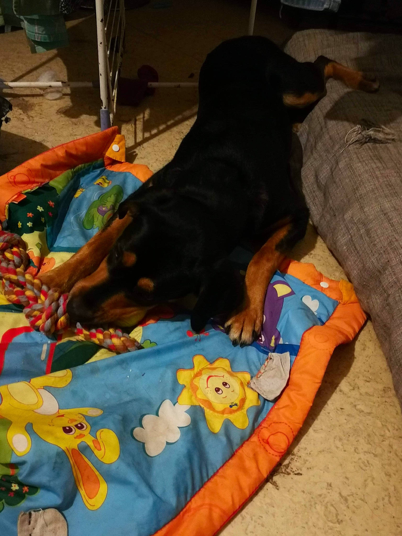 Gadji participe au concours pour gagner de l'argent avec cette photo : blanket, canidae, carnivore, dachshund, dobermann, dog, dog_breed, german_pinscher, gordon_setter, guard_dog, linens, miniature_pinscher, pinscher, rottweiler, sporting_group