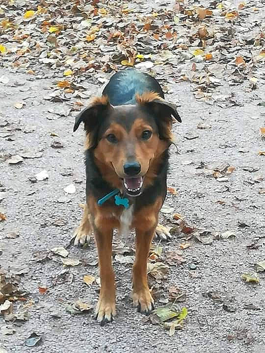 Lili participe au concours pour gagner de l'argent avec cette photo : black_and_tan_terrier, canidae, carnivore, companion_dog, dog, dog_breed, fawn, huntaway, hunting_dog, rare_breed_dog, sporting_group, street_dog, working_dog