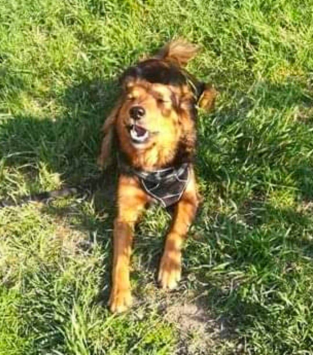 Lili a rejoint le concours — aidez-le/la à gagner de superbes lots ! canidae, carnivore, companion_dog, dog, dog_breed, fawn, grass, sporting_group