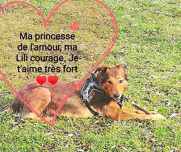 Lili participe au concours pour gagner de l'argent avec cette photo : canidae, carnivore, companion_dog, dog, dog_breed, mammal, sporting_group, terrier, vertebrate