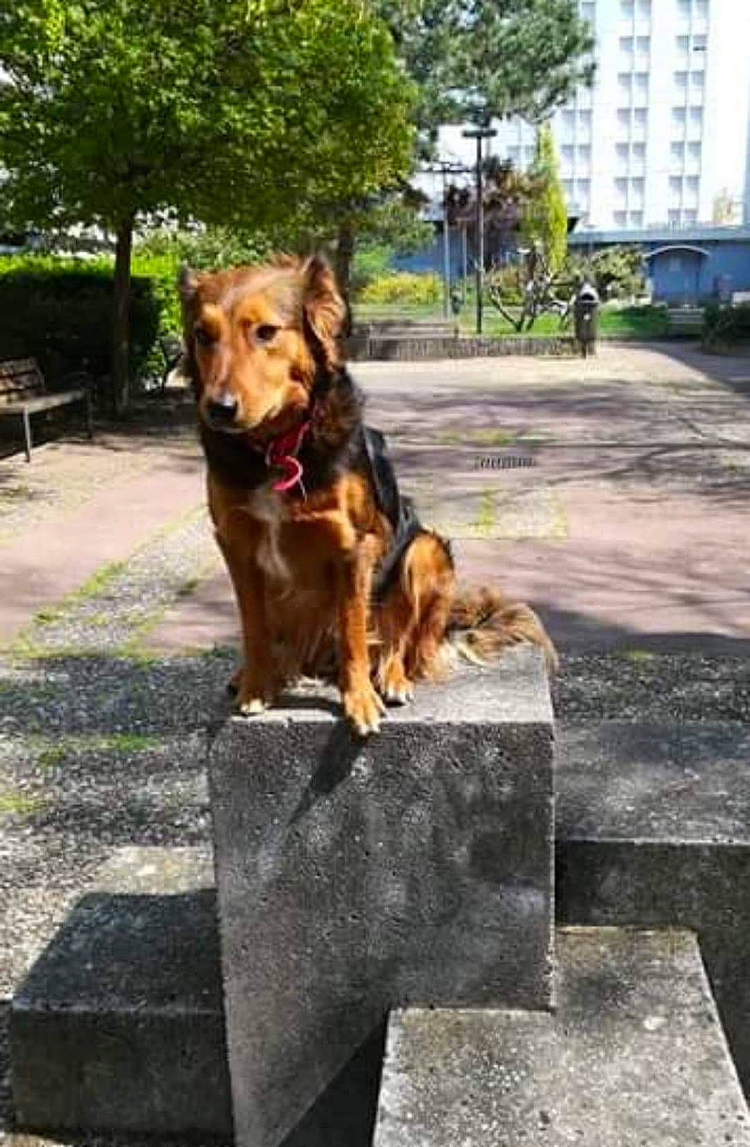 Lili a rejoint le concours — aidez-le/la à gagner de superbes lots ! canidae, carnivore, companion_dog, dog, dog_breed, fawn, german_shepherd_dog, liver, mammal, sporting_group, street_dog, working_dog