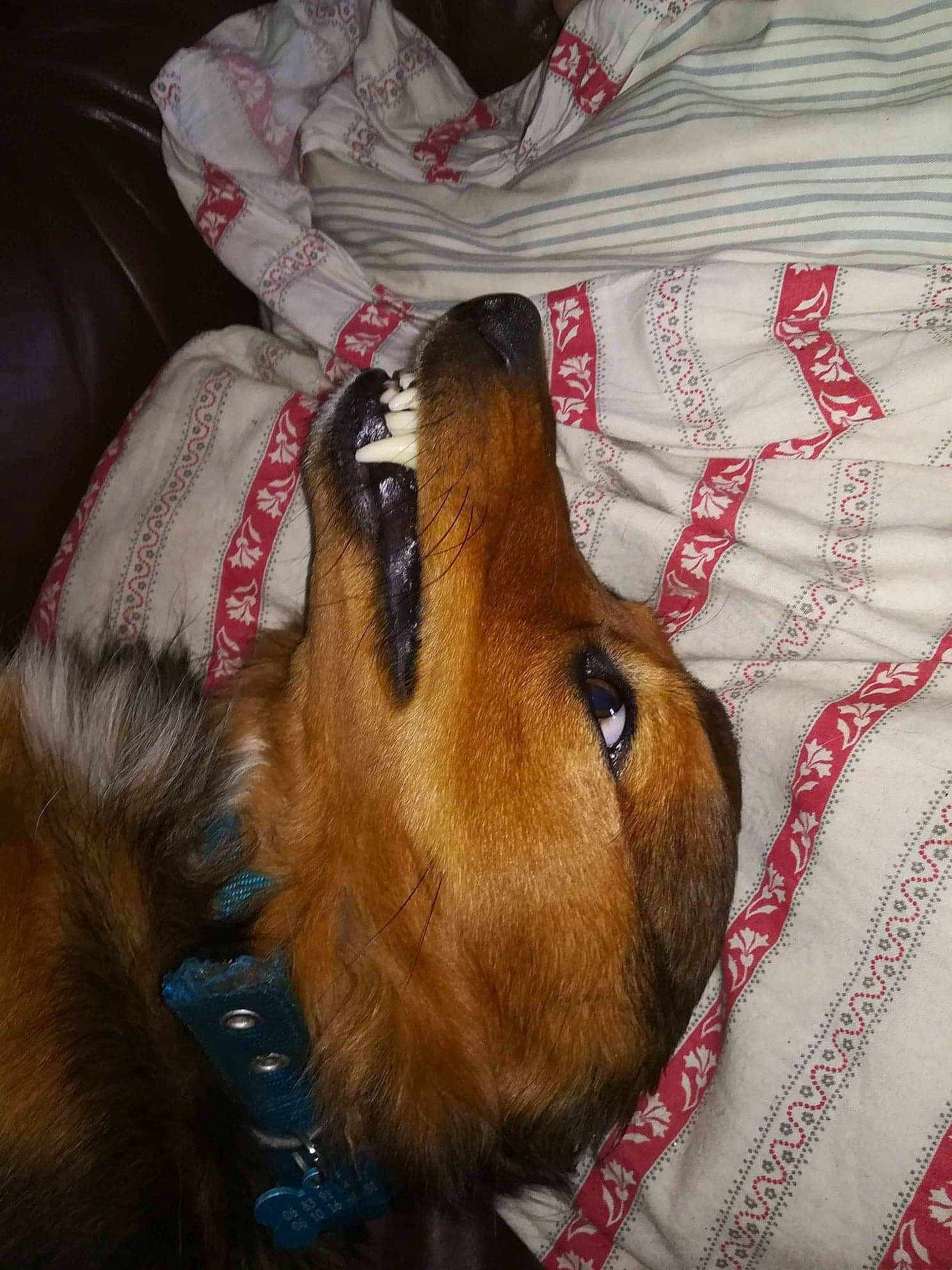 Lili participe au concours pour gagner de l'argent avec cette photo : canidae, carnivore, companion_dog, dachshund, dog, dog_breed, fawn, snout, sporting_group