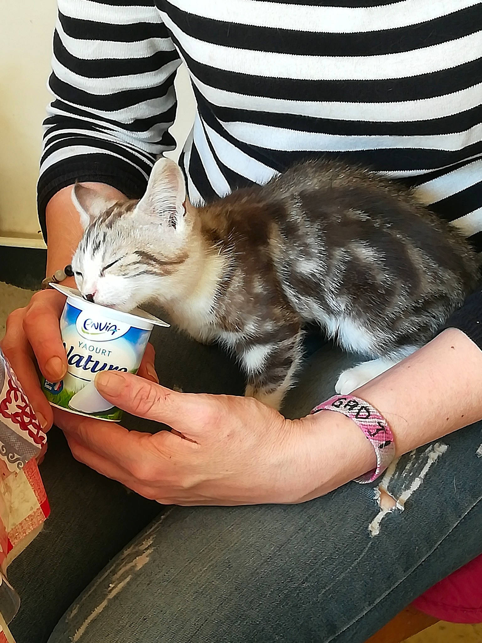 Baby'S a rejoint le concours — aidez-le/la à gagner de superbes lots ! asian, carnivore, cat, chausie, claw, domestic_short_haired_cat, european_shorthair, fawn, felidae, hand, kitten, mammal, singapura, small_to_medium_sized_cats, whiskers