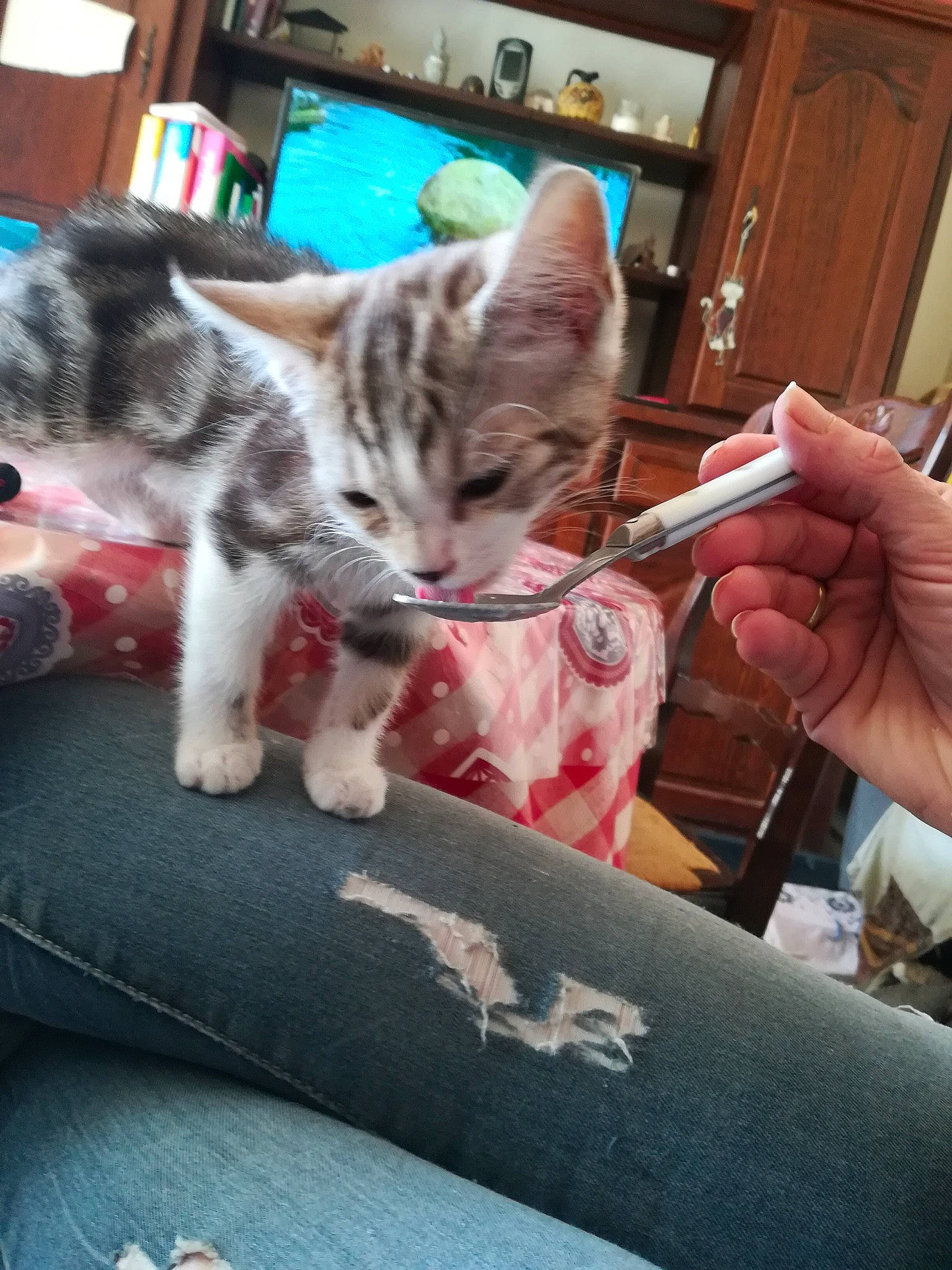 Baby'S participe au concours pour gagner de l'argent avec cette photo : aegean_cat, american_shorthair, asian, carnivore, cat, domestic_short_haired_cat, ear, european_shorthair, felidae, kitten, polydactyl_cat, small_to_medium_sized_cats, whiskers