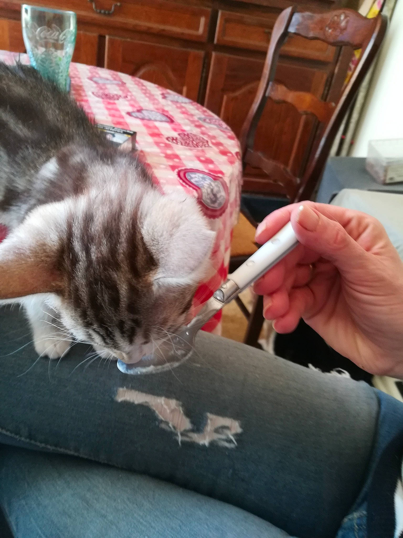 Baby'S participe au concours pour gagner de l'argent avec cette photo : american_shorthair, asian, carnivore, cat, domestic_short_haired_cat, felidae, kitten, leg, small_to_medium_sized_cats, whiskers